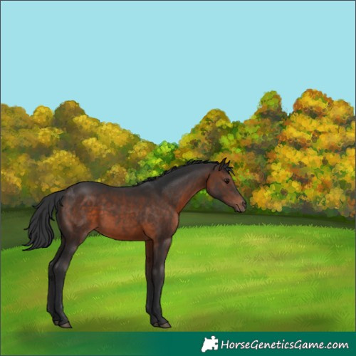 Horse Color:Brown 
