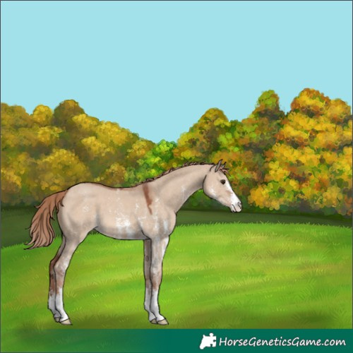 Horse Color:Red Dun Sabino 