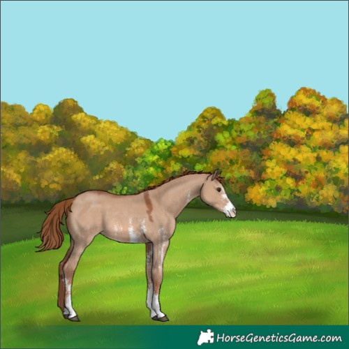 Horse Color:Red Dun Sabino 