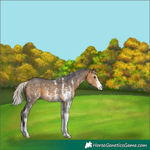 Horse Color:Silver Buckskin Sabino 