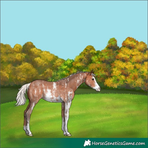 Horse Color:Silver Bay Sabino Rabicano 