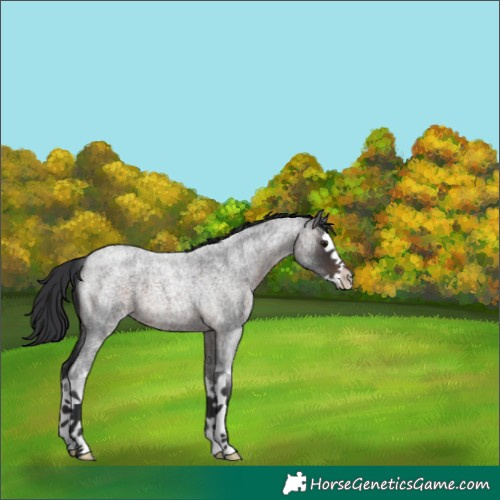 Horse Color:Brown Roan Splash 
