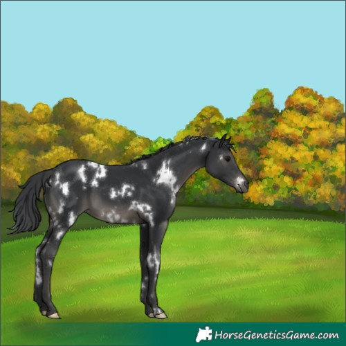 Horse Color:White Spotted Black 