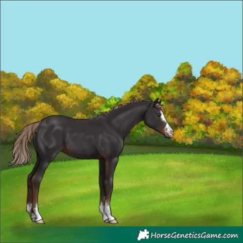 Horse Color:Liver Chestnut 