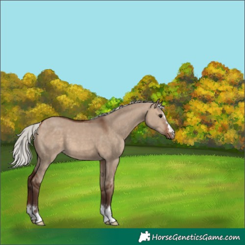 Horse Color:Silver Brown Dun 