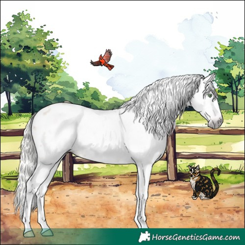 Horse Color:Gray White Spotted Silver Amber Champagne Dun Splash Near Leopard Rabicano 