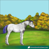 Horse Color:Painted Plaid  Midnight Amber Champagne Ice Onyx Sabino Splash Tobiano Frame 