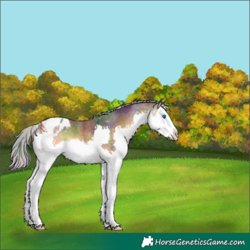 Horse Color:Nacre White Spotted Silver Buckskin Onyx Splash Varnish 