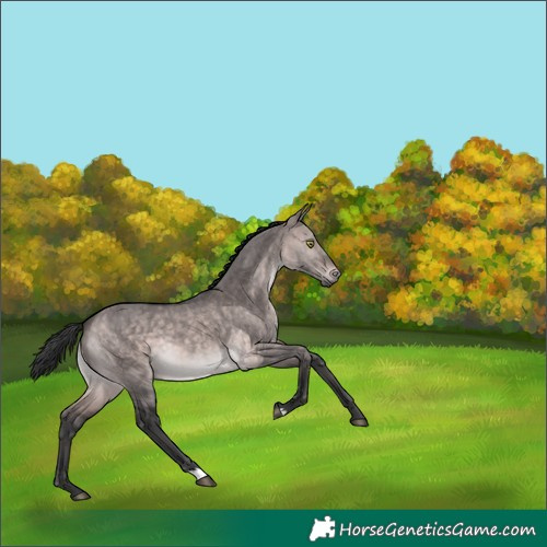 Horse Color:Platinum Bay Dun 