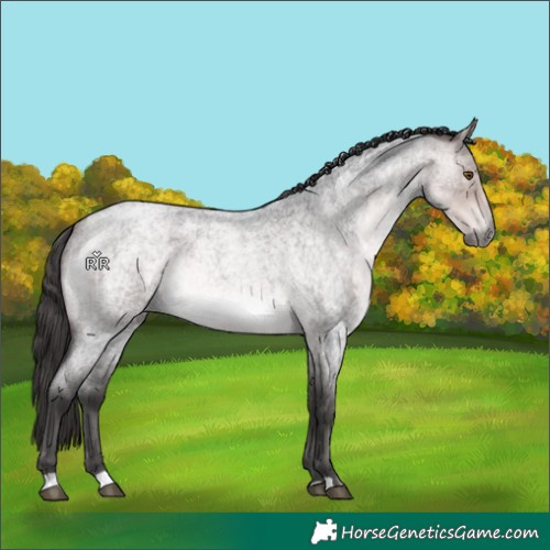 Horse Color:Platinum Buckskin Roan 