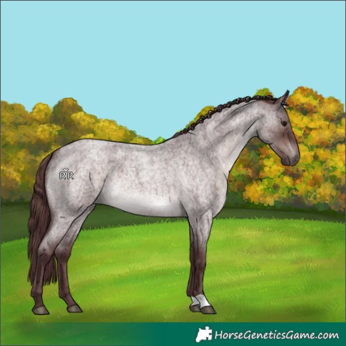Horse Color:Platinum Chocolate Brown Roan 