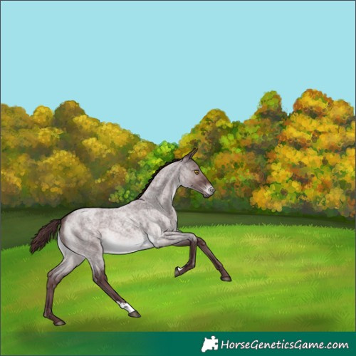 Horse Color:Platinum Chocolate Brown Roan 