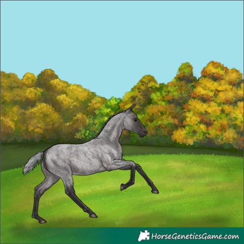Horse Color:Platinum Silver Brown Roan 