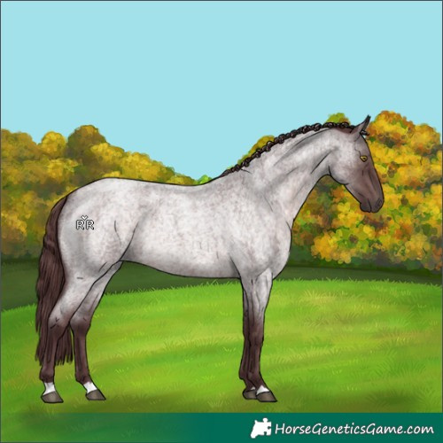 Horse Color:Platinum Chocolate Brown Roan 