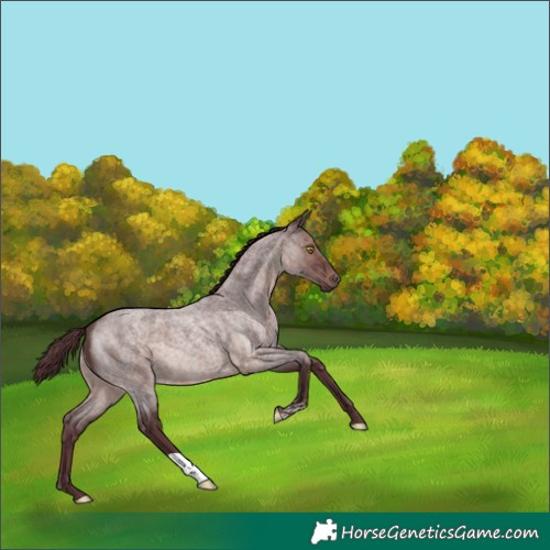 Horse Color:Platinum Chocolate Brown Roan 