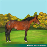 Horse Color:Bay 