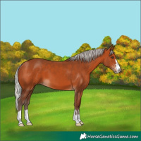 Horse Color:Silver Bay 
