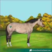 Horse Color:Bay Dun 
