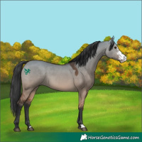 Horse Color:Bay Dun Sabino