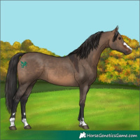 Horse Color:Brown Dun 