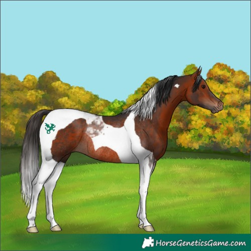 Horse Color:Bay Tobiano Rabicano
