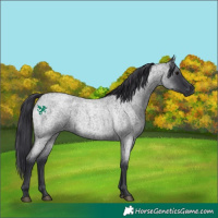 Horse Color:Blue Roan 