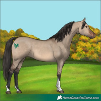 Horse Color:Brown Dun Tobiano 