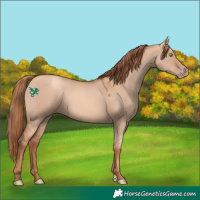 Horse Color:Gold Champagne Dun 