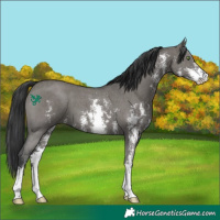 Horse Color:Grullo Sabino 