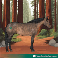 Horse Color:Brown Dun 