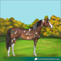 Horse Color:White Spotted Buckskin Dun Splash 