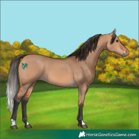 Horse Color:Bay Dun 