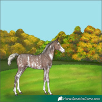 Horse Color:Silver Brown Sabino Rabicano 