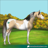 Horse Color:Buckskin Dun Sabino Tobiano 