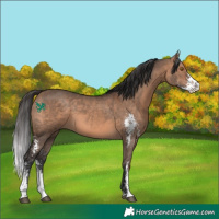 Horse Color:Brown Dun Sabino 