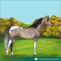 Horse Color:Bay Dun Tobiano Rabicano 