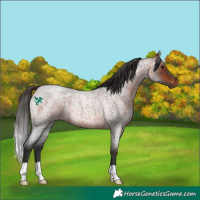 Horse Color:Bay Roan 