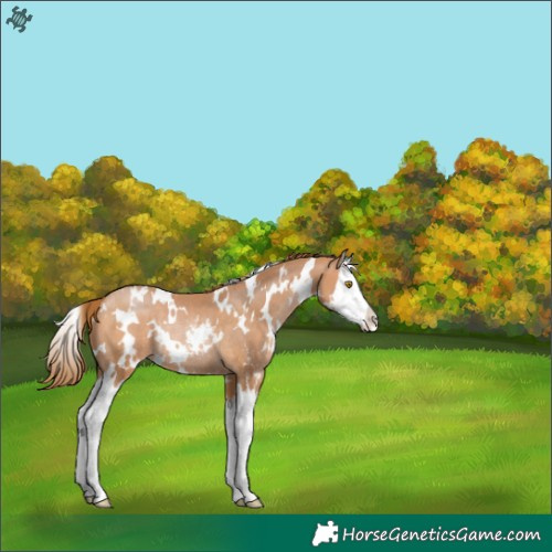 Horse Color:White Spotted Bay Pearl Sabino Splash Rabicano 