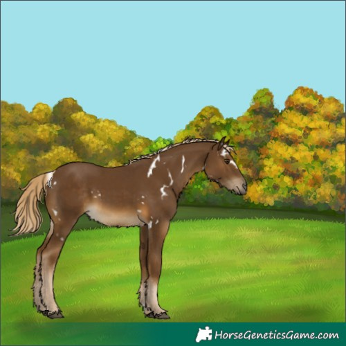 Horse Color:White Spotted Chocolate Palomino 