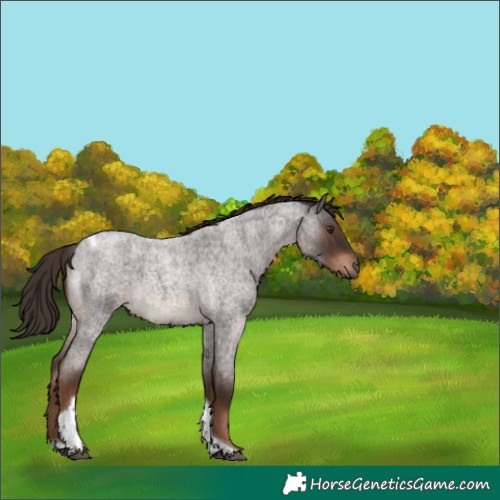 Horse Color:Liver Red Roan Tobiano 