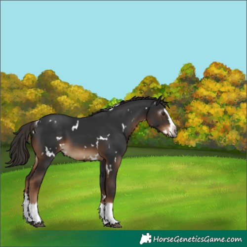 Horse Color:Gray White Spotted Liver Chestnut Splash 