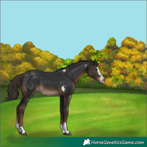 Horse Color:White Spotted Liver Chestnut Splash Frame 