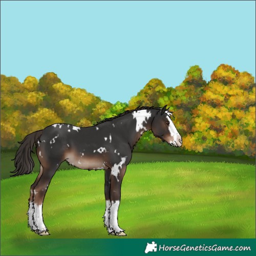 Horse Color:White Spotted Liver Chestnut Splash 