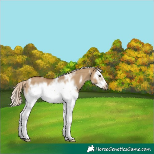 Horse Color:White Spotted Chocolate Palomino Dun Splash Frame 