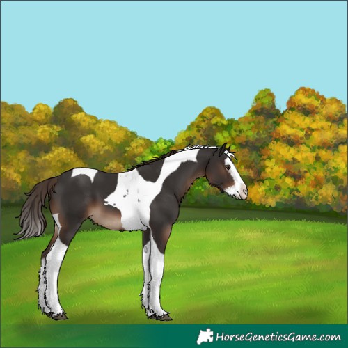 Horse Color:Liver Chestnut Splash Tobiano 