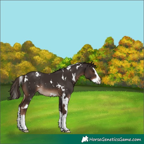 Horse Color:White Spotted Liver Chestnut Splash Rabicano 