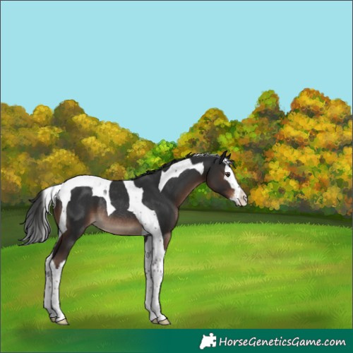 Horse Color:Liver Chestnut Splash Tobiano Rabicano 