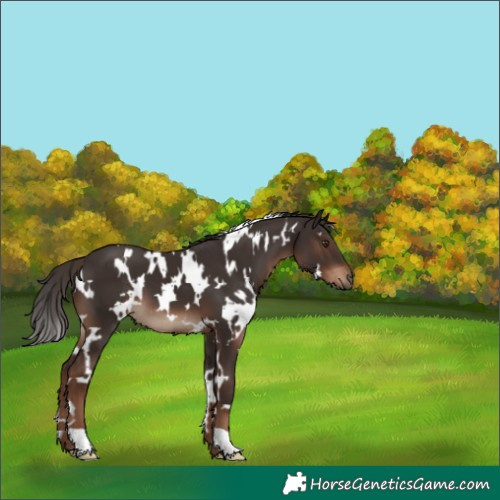 Horse Color:White Spotted Liver Chestnut 