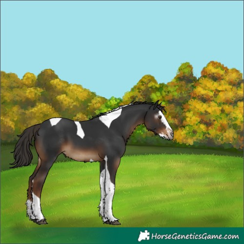 Horse Color:Gray Liver Chestnut Splash Tobiano 