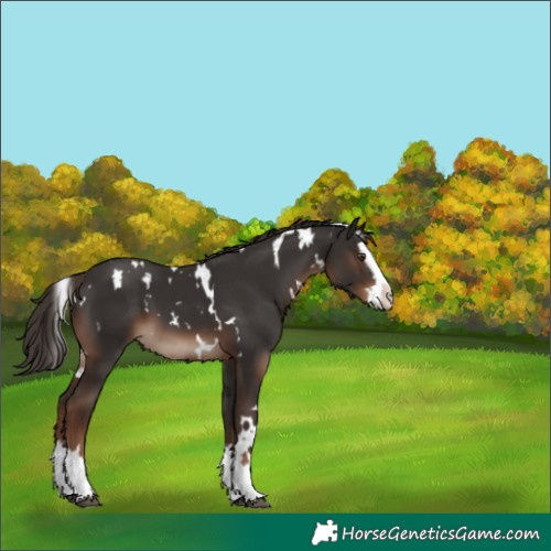 Horse Color:White Spotted Liver Chestnut Splash 